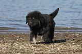 DOGUE DU TIBET 086